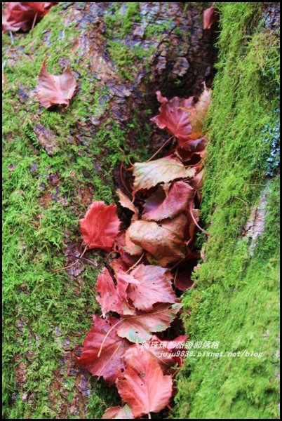 冬季限定捎來山上的浪漫紅地毯486835