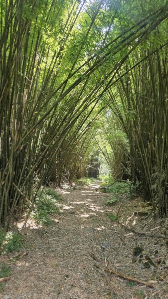 20250715玉田古道-八斗坑內古道2837729