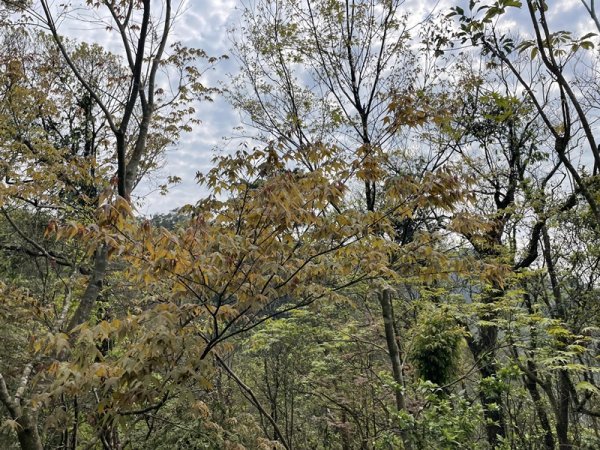 小格頭越嶺坪林2738361