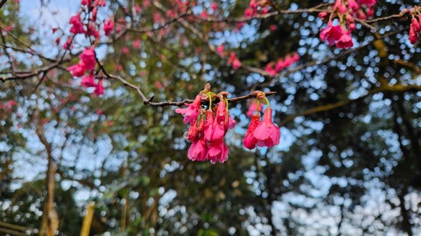出關古道：十份崠段2700623