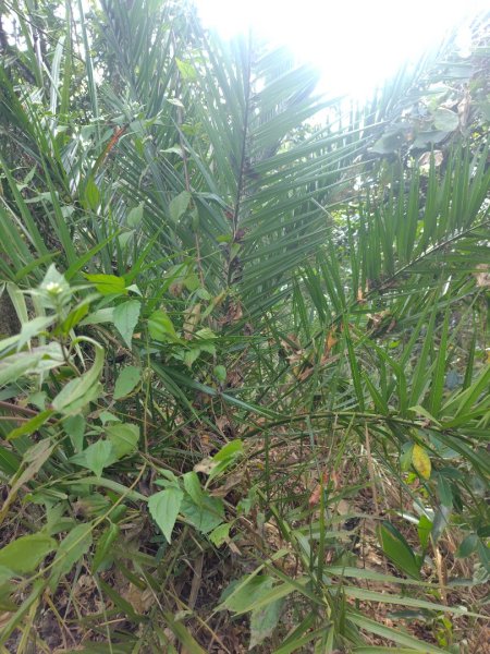 大棟山系南段 水利古道西口 上 竹高崙山 連走 鳥子嶺 坑仔內山 大崖山 下 龍目井農場2953131