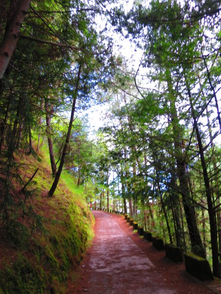 深秋武陵農場之旅（1）桃山瀑布步道447241