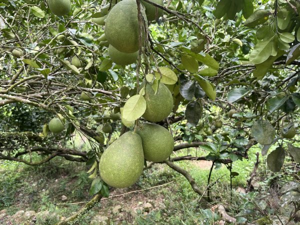 [皮皮獅探險隊-04/10] 2025_0706 三段崎古道2831758