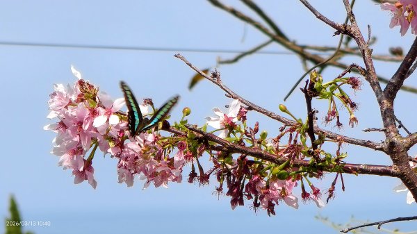 #西龍巖寺 #八里療養院 #黃花風鈴木 #青帶鳳蝶 #虎山 #101大樓  3/133014415