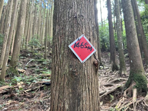 加里山 大坪登山口 杜鵑嶺 加里山P形1900979