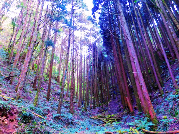 阿里山尋石山，五彩繽紛的石山引水道792469