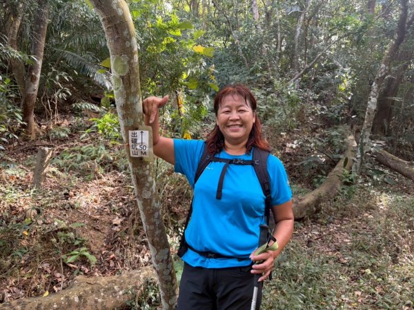 苗栗出磺坑古道、銅纙坑菊2951566