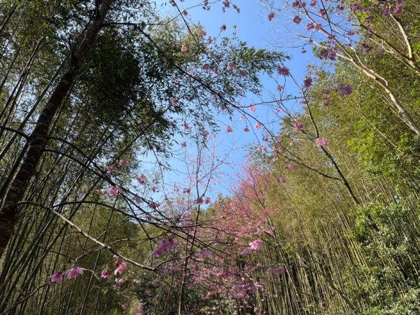 鵝公髻山X山上人家2729195