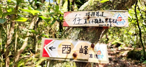 【中級山】台北版抹茶山竟然有免申請路線，小觀音山西峰單攻，順遊頂湖海芋步道，竹子湖黑森林2742403