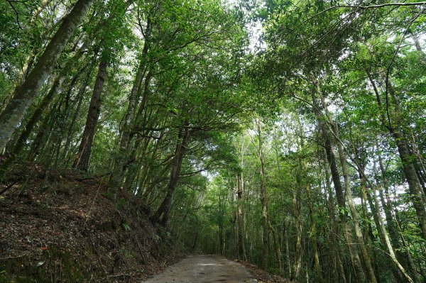 南投 仁愛 北東眼山、中央東眼山2623595