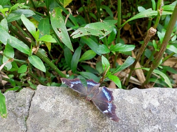 【山系野遊,探索觀音山尋寶任務】尖山步道1146104