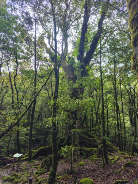 稍來小雪山國家步道、船型山、鞍馬山、鞍馬山東北峰、天池、雪山神木2799863