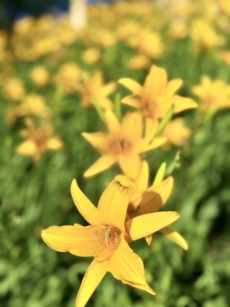 虎山巖賞金針花順撿基石    2025.5.142789445