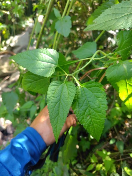 唐麻丹山 蝴蝶谷2918861