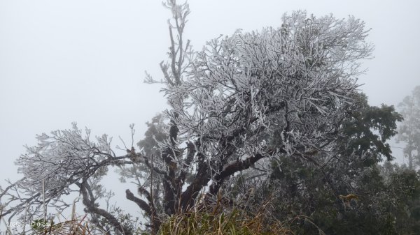 #望洋山 #太平山觀雲步道 #霧淞 #雲海 #帝雉 3/172737664