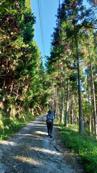 【比大鳥縱走】比林山、大窩山、鳥嘴山1477178