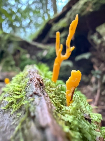 鹿屈山-杉林溪賞花趣2816491