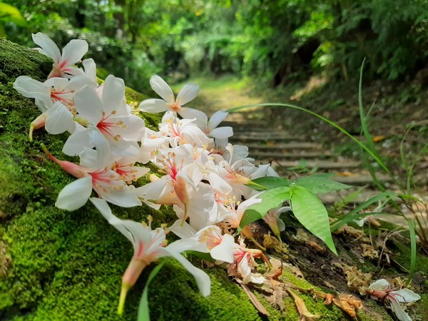 小百岳寶石〡No.16南勢角山13南港山953358