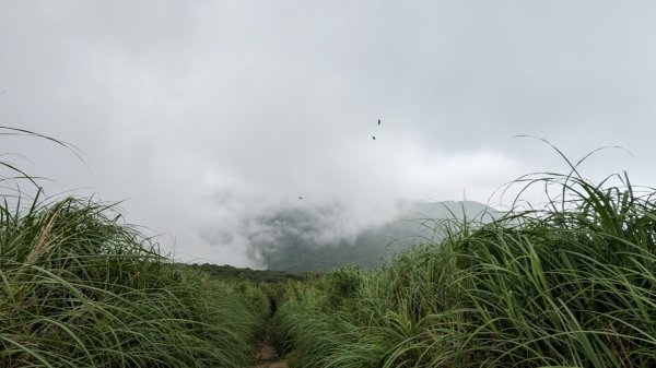 112.06.04走遍陽明山尋寶任務之大屯山2173563