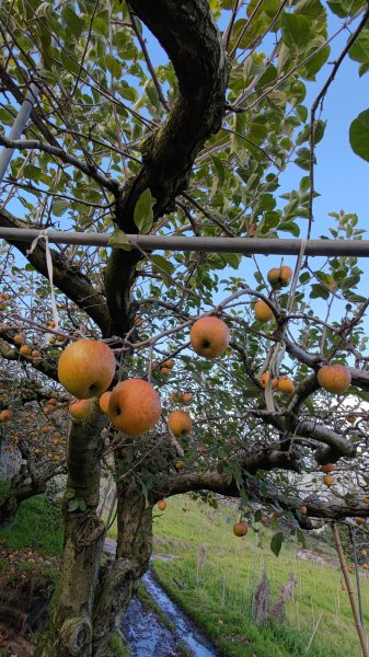 武法奈尾山1946747