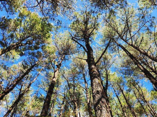 【中級山縱走】羅馬縱走，走進神木的夢幻童話森林世界2943205