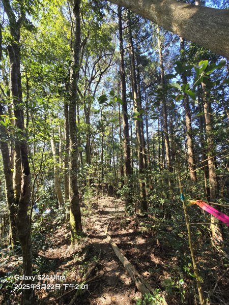 2025-03-22油羅山步道2743438