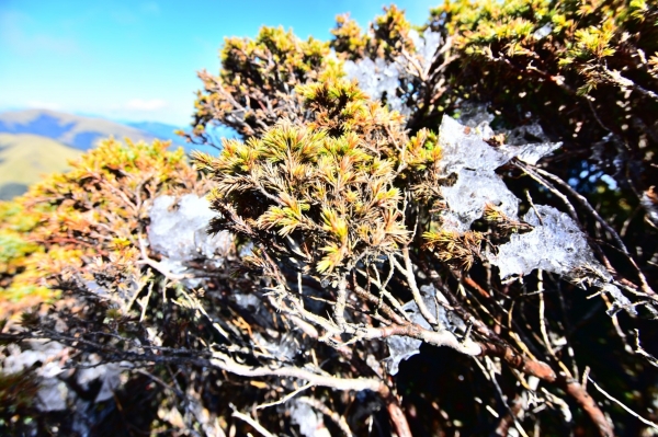 合歡東峰 105.12.18(日) 80874