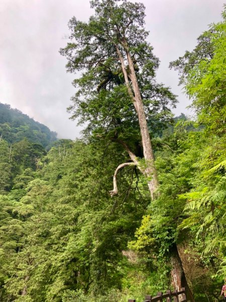 2019-06-29桃園拉拉山神木群628623