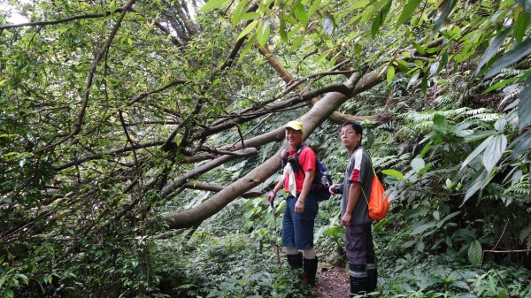 內柑宅古道-紅葉谷瀑布-茄苳坑古道連走38409