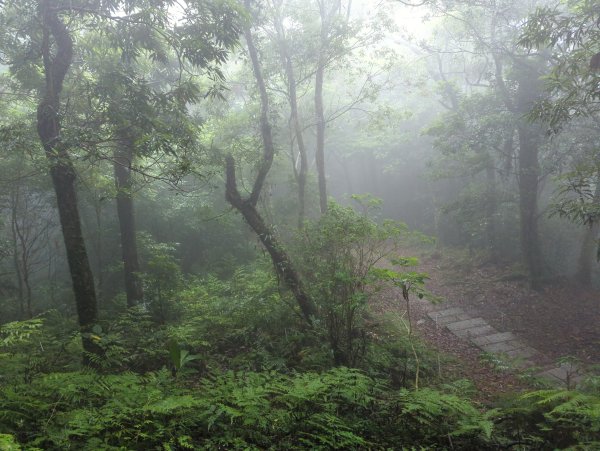 2024.06.01－東眼山自導式步道2516885