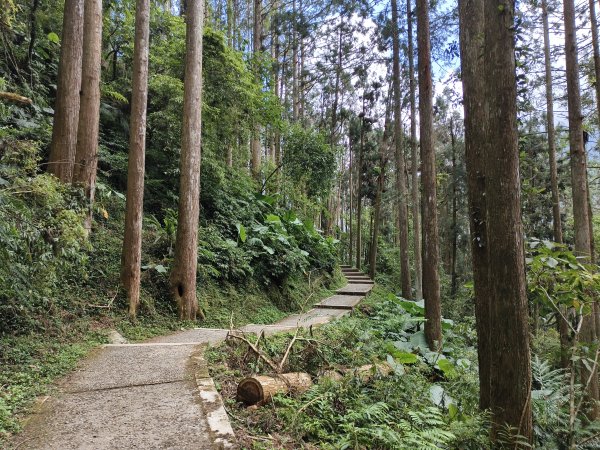 [百山百鳥尋旅-05/15] 2025_0830 溪頭賞鳥步道_觀景步道2875604