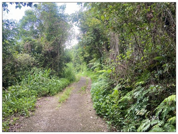 澀水森林步道、水上瀑布2846773