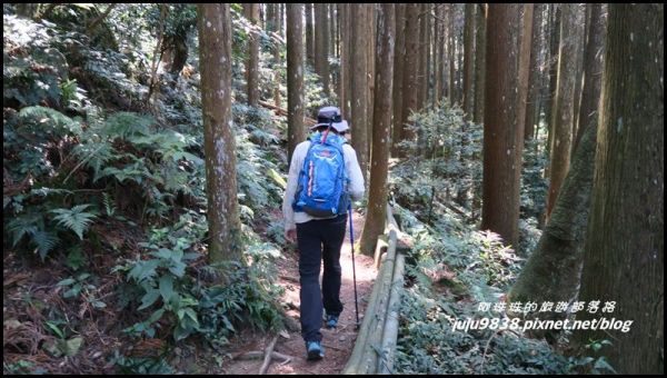 苗栗。春天的加里山好繽紛遇見一葉蘭&森氏杜鵑