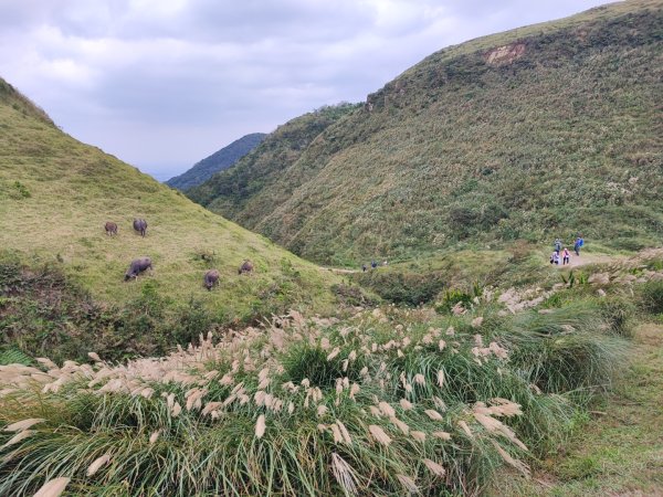 草嶺古道/桃源谷步道芒花季2411404