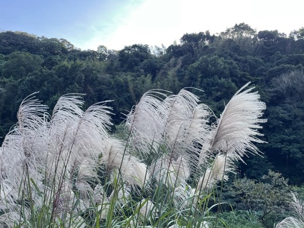 小綿羊草原2661975