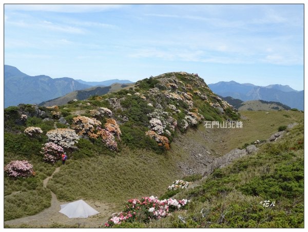 哈哈山~石門北峰/杜鵑花開1372538