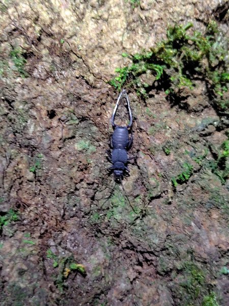 南東眼山連走有勝山2918713