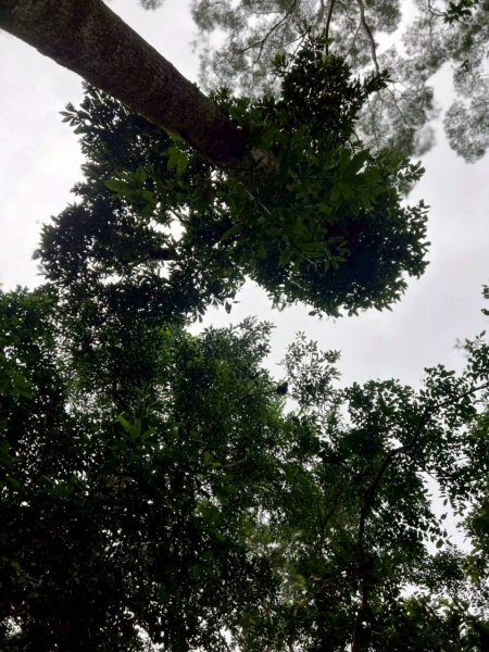 🌈12/14(日)南部最佳百岳練習場~小百岳-尾寮山✨FB：熊熊趴爬走🌈2961693