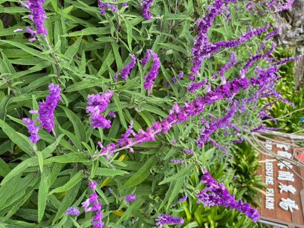 觀霧-檜山巨木群步道2926828