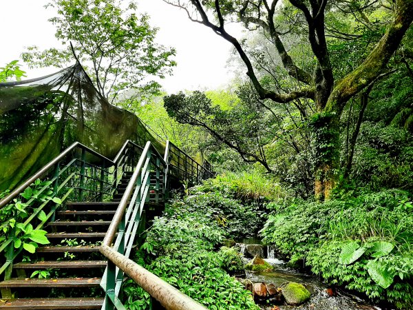 走遍陽明山：大屯山系｜青楓、中正山步道2085909