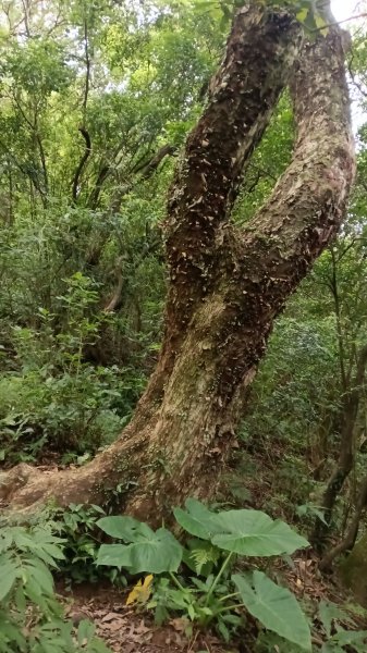 三芝區竿尾崙古道-竿尾崙-清涼崙-大屯溪古道O型3095665