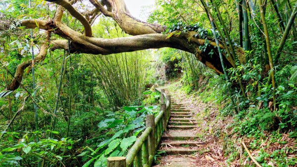 鵝尾梯田櫻花巷2989293