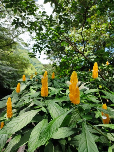 二趴子植物園2218643