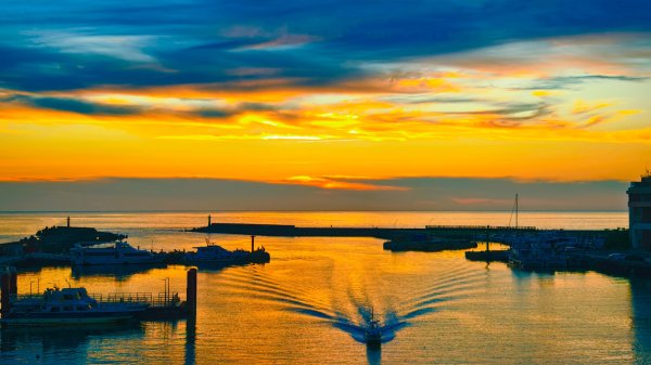 雲山水花鳥蝶-天龍國阿伯的日常 #艷紅鹿子百合 #大鳳蝶 #玉帶鳳蝶2864242