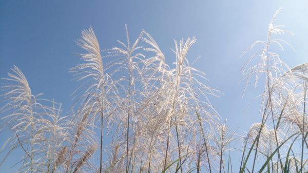 擎天崗賞芒花196055