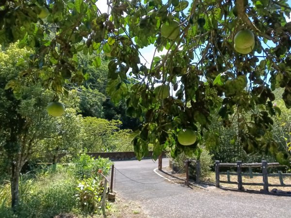 平溪區石古井古道(新路徑)+青林山+盤山坑古道O型2893257