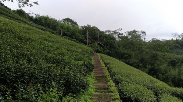 碧湖茶園+二尖山縱走368202