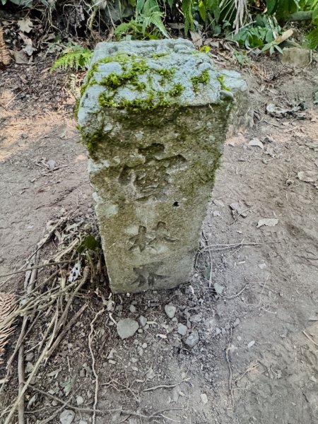 雪山坑登山步道尋巨人2978246