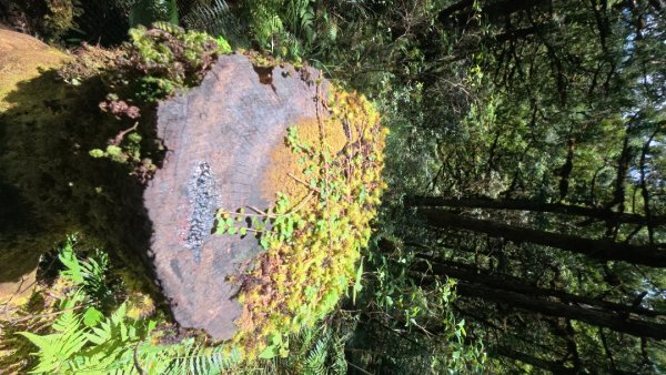 太平之旅 三星山/翠峰湖/見晴2873345