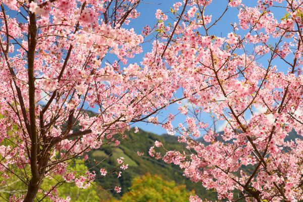 拉拉山的櫻花286560